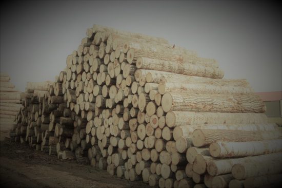 Logs in a pile cloquet minnesota
